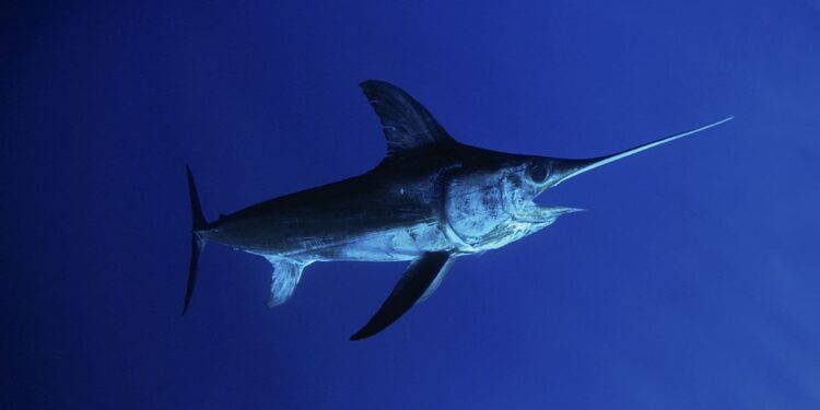 Những người nam giới cần tăng nguồn sinh lực thì nên ăn cá mũi kiếm