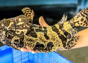 Hình ảnh con cá song được bắt đi chế biến món ăn