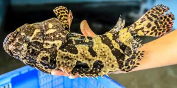 Hình ảnh con cá song được bắt đi chế biến món ăn