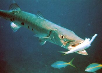 Những loài cá này thường sống ở các đại dương