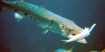 Những loài cá này thường sống ở các đại dương