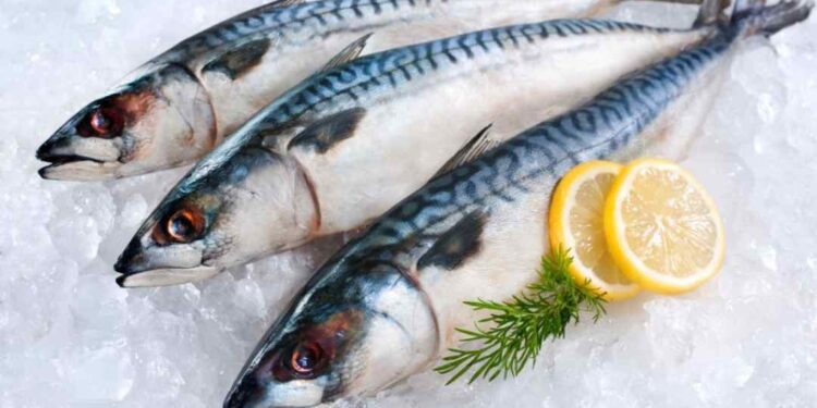 Loại cá này mang đến nhiều lợi ích cho sức khỏe 