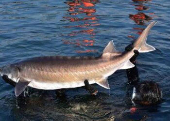 Cá tầm sinh sống chủ yếu ở đáy sông lớn và biển