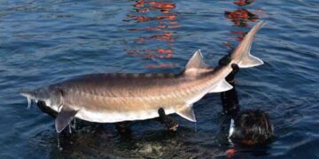 Cá tầm sinh sống chủ yếu ở đáy sông lớn và biển