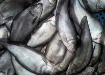 Cá thác lác có tên khoa học là Notopterus notopterus