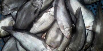 Cá thác lác có tên khoa học là Notopterus notopterus