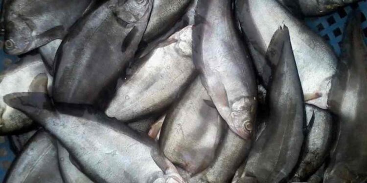 Cá thác lác có tên khoa học là Notopterus notopterus