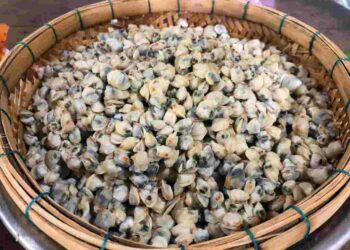 Các axit béo không bão hòa có trong hến rất tốt cho hệ tim mạch