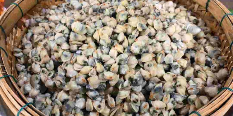 Các axit béo không bão hòa có trong hến rất tốt cho hệ tim mạch