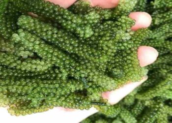 Hỗ trợ quá trình tăng cường thị thực 