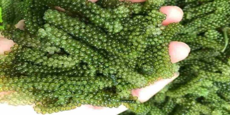 Hỗ trợ quá trình tăng cường thị thực 