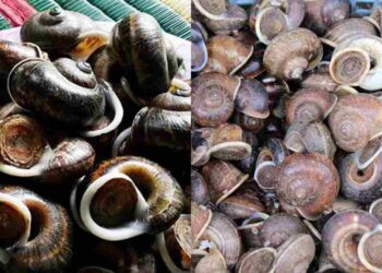 Ốc đá xuất hiện nhiều ở những hang đá trên khe suối