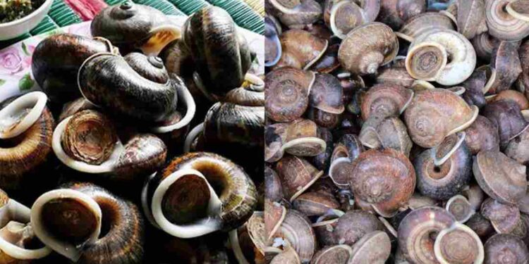 Ốc đá xuất hiện nhiều ở những hang đá trên khe suối