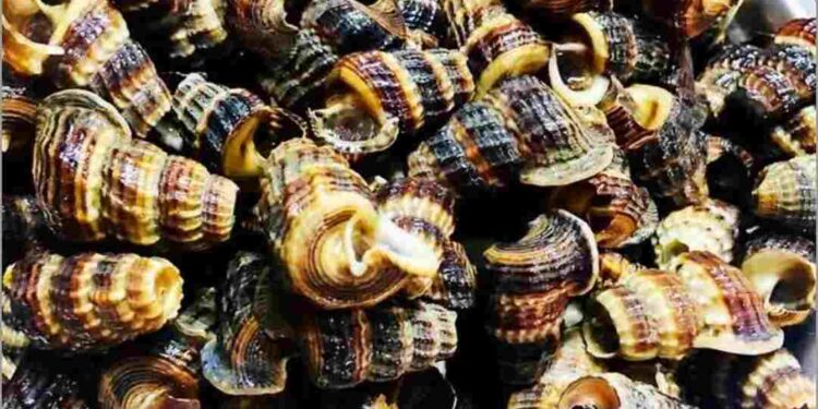 Vỏ của ốc rất cứng cáp, màu sắc đặc trưng là màu nâu đậm  