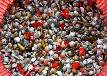 Ốc ruốc rất nhỏ bé và nhiều màu sắc bắt mắt