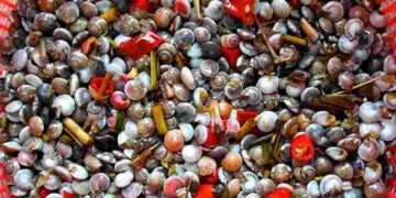 Ốc ruốc rất nhỏ bé và nhiều màu sắc bắt mắt