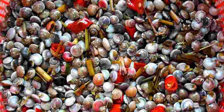 Ốc ruốc rất nhỏ bé và nhiều màu sắc bắt mắt