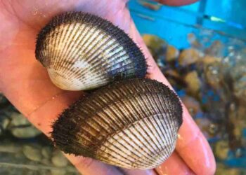 Sò lông là động vật thân mềm sống ở dưới nước