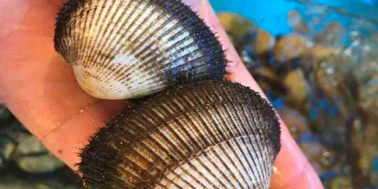 Sò lông là động vật thân mềm sống ở dưới nước