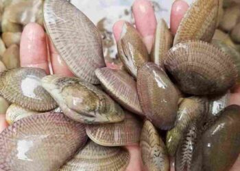 Sò lụa thường sống ở vùng nhiều bùn cát biển