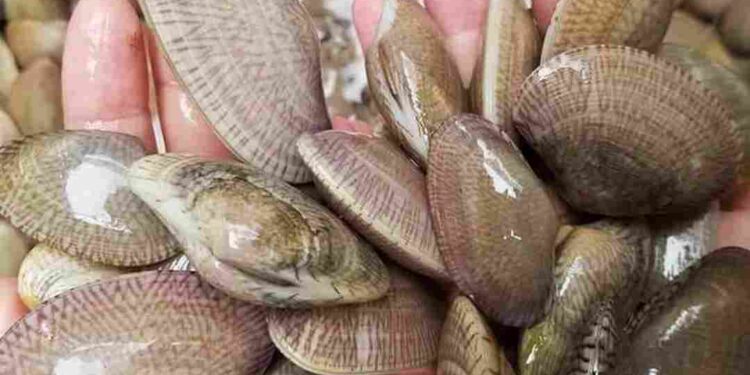 Sò lụa thường sống ở vùng nhiều bùn cát biển