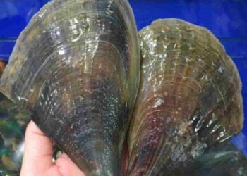 Sò mai là đặc sản biển có kích thước lớn và có giá trị cao