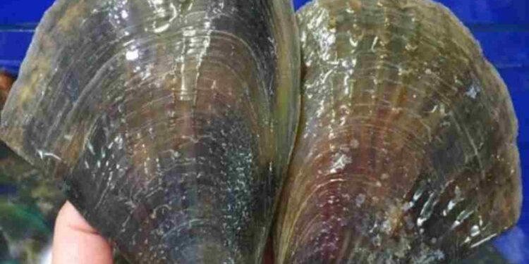 Sò mai là đặc sản biển có kích thước lớn và có giá trị cao