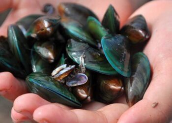 Chem chép chính là con ốc vẹm xanh mà chúng ta thường hay thấy