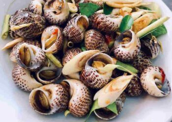 Ốc này sống ở vùng biển nhiệt đới