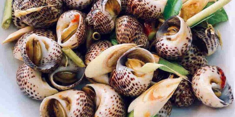 Ốc này sống ở vùng biển nhiệt đới