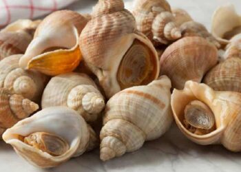 Thịt ốc Bulot có giá trị dinh dưỡng rất cao nên được ưa chuộng