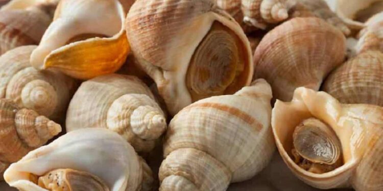 Thịt ốc Bulot có giá trị dinh dưỡng rất cao nên được ưa chuộng