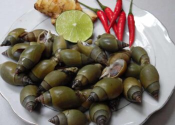 Loại ốc biển có kích thước nhỏ gọn bằng đầu ngón tay cái