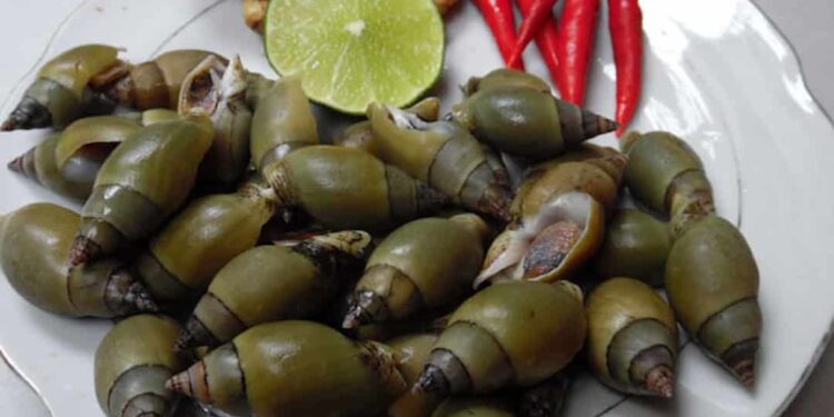 Loại ốc biển có kích thước nhỏ gọn bằng đầu ngón tay cái 