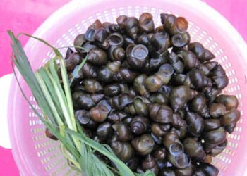 Loại ốc phổ biến này sống ở vùng nước ngọt tại các kênh, rạch, ao