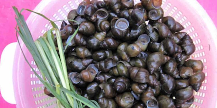 Loại ốc phổ biến này sống ở vùng nước ngọt tại các kênh, rạch, ao