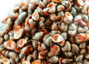 Ốc dừa thường xuất hiện rất nhiều khi trời vừa mưa bão