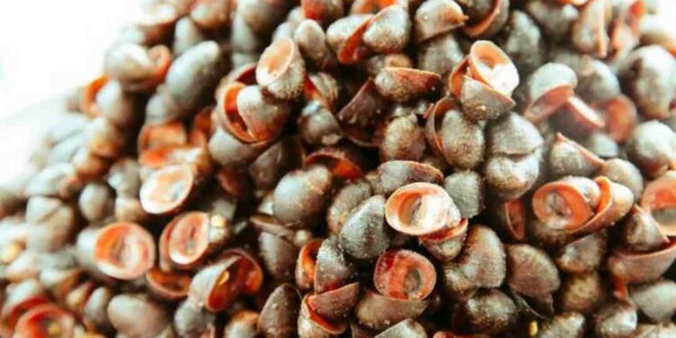 Ốc dừa thường xuất hiện rất nhiều khi trời vừa mưa bão