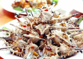 Ốc gai có hình dáng đặc biệt sinh sống ở các vùng biển và rạn đá ngầm