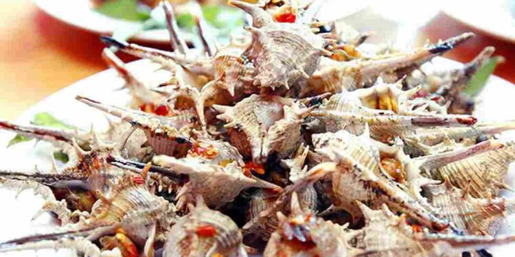 Ốc gai có hình dáng đặc biệt sinh sống ở các vùng biển và rạn đá ngầm