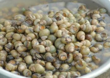 Ốc gạo được tìm thấy nhiều ở vùng nước lợ phía Nam nước ta