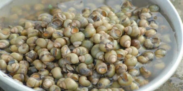 Ốc gạo được tìm thấy nhiều ở vùng nước lợ phía Nam nước ta