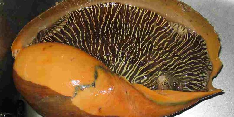 Ốc giác có danh pháp khoa học là Melo melo nằm trong họ Volutidae