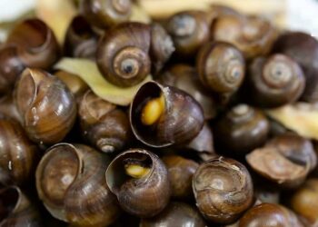 Ốc mít có nguồn gốc từ Đông Nam Á 