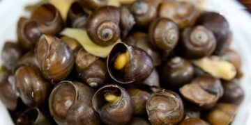 Ốc mít có nguồn gốc từ Đông Nam Á