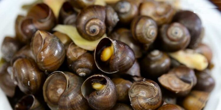 Ốc mít có nguồn gốc từ Đông Nam Á 