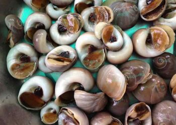 Thực phẩm vô cùng thơm ngon và giàu dinh dưỡng cho sức khỏe