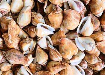 Ốc nhảy là một thực phẩm cực kỳ giàu chất dinh dưỡng