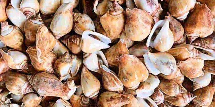 Ốc nhảy là một thực phẩm cực kỳ giàu chất dinh dưỡng 