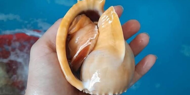 Ốc tỏi là loài ốc nước ngọt có kích thước khá lớn